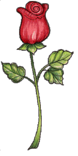  une rose